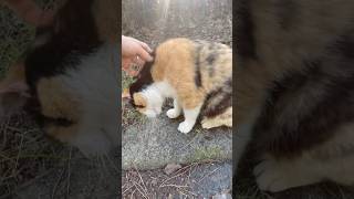 首を撫でると頭が落ちてしまう三毛猫ちゃんが可愛い #地域猫 #cat #かわいい猫