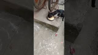 மணம்விட்டு பேசுரதுக்கு  ஒரு நல்ல விசயமும் இல்ல#funnycat #comedy #cat #viralshorts #cutecats