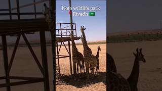 Nofa wildlife park in riyadh full video Will be posted soon 😊 #shorts #riyadh #nofa #wildlifepark #