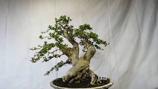 Bonsai Carmona Microphyla (Fukien Tea)