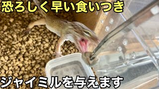 レオパ達にジャイアントミルワームを与えていきます【爬虫類】じゃいみる汁には気をつけろ　ヒョウモントカゲモドキモドキ