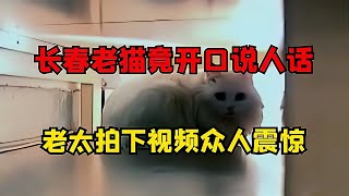 66歲老奶奶家中貓咪竟然開口說話？這是怎么回事？ #古董 #開棺 #古墓 #考古發現 #考古