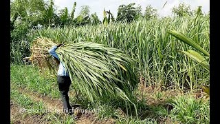 మనం సూపర్ నేపియర్ గడ్డి ని ఎందుకు పెంచుకోవాలి? I సూపర్ నేపియర్ గడ్డి యొక్క ప్రయోజనాలు I