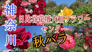 神奈川県立フラワーセンター大船植物園秋バラ🌹/OFUNA FLOWER CENTER 2021