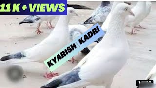 Allahabadi kaldume kabutar अलाहाबादै काबूतार  #trending #pigeon #krskadripigeon