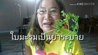 มะรุม​ มะรุมทำอะไรกินได้​ ไข่เจียวใบมะรุม​  กินง่ายถ่ายสะดวก​ ใบมะรุม