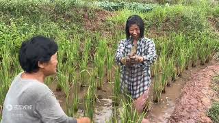 婆婆喊儿媳妇捉鱼，场面很精彩结果一场空，公公说自己田里要喂鱼