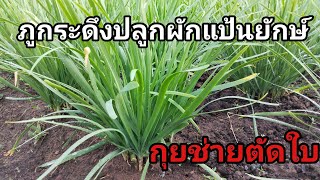 ผักแป้นใหญ่ตัดใบ ที่ภูกระดึง