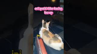 arti posisi tidur kucing low up #kucing #shortvideo