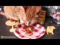 MAKING TINY FOOD FOR MY CAT!
