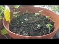 balkon paraszt projekt 6 minden csak nő és fejlődik... balconygarden paprika tomato