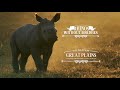 GREAT PLAINS : Rhinos Without Borders