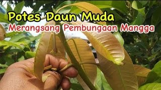 Cara Membuahkan Pohon Mangga dengan Teknik Potes Daun Muda