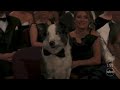 ‘anatomy of a fall’ star messi the dog attends the oscars 2024 in a bow tie