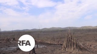 In Myanmar, Barren Hills Where Once Were Lush Forests | Radio Free Asia (RFA)