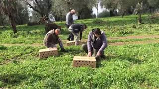 Fagiani di Calabria Ripopolamento