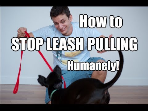 How to Train Your Dog to NOT PULL on the Leash! How to Train Your Dog to NOT PULL on the Leash!