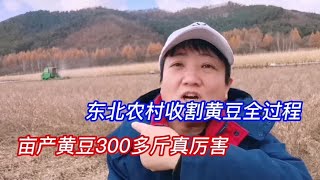 东北农村收割黄豆全过程，亩产300多斤黄豆怎么做到的？