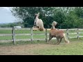 Introducing my gypsy vanner to my Haflinger AFTER being neigbours for A MONTH-JUMPS OUT THE PASTURE!