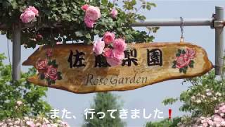 まるおの母 まるこが、福島市の佐藤梨園ローズガーデンに、またまた参上‼️  満開の薔薇に、言葉は要らない🌹🌹🌹  6月3日のバラ