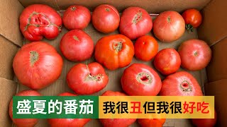 Tomatoes in Summer. I'm ugly but I'm delicious, there's nothing a big sweet tomato can't fix | 盛夏的番茄