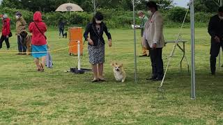 2021/05/16大富士愛犬クラブ展☆コーギー牝BOB