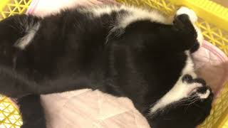 一瞬で寝息のざきおくん【猫動画】tuxedo-cat白黒猫