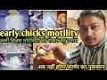 how to control early chicks motility#pahle saptah mein murge ko kaise Marne se roka jaaye#poultry