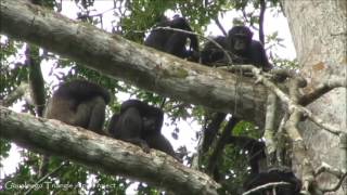 Chimpanzee Group Grooming in the Goualougo