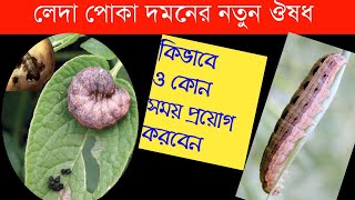 লেদা একদম সম্পূর্ণরূপে দমন || কোন সময় লেদার ঔষধ প্রয়োগ করবেন // লেদা পোকা মারার উপায়// lada poka