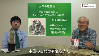 第132回　「体を調整する食べ物③　お茶のはなし」ー　デトックス効果のあるお茶やハーブ【KOZOの超植物チャンネル】