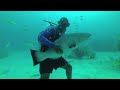 grand bahamas diving hug big friendly grouper