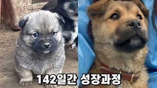 시골강아지 5개월간 성장과정🧡