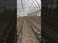 Підсаджували огірочок де були випали 🥒🌱 теплица ферма фермерство огірок