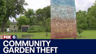 Milwaukee community garden theft | FOX6 News Milwaukee