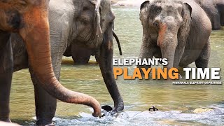 Pinnawala Elephant Orphanage vs Sri Lanka's Best Kept Secret #Elephant