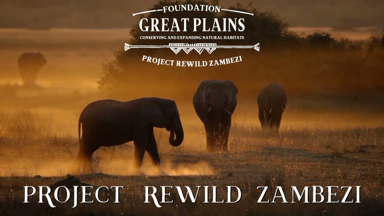 Great Plains Project Rewild Zambezi Youtube