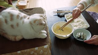 昼食を見守ってくれる愛猫【牡蠣フライ】