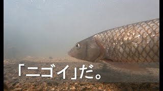 草津川探検～びわ湖から草津川源流へ～