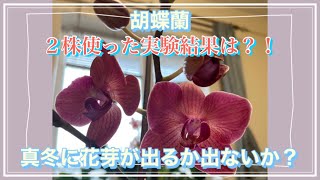 胡蝶蘭の花芽ー真冬に？