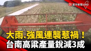 大雨.強風連襲惹禍！台南高粱產量銳減3成 @globalnewstw