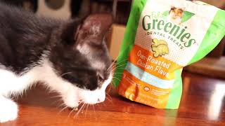 Greenies Feline Dental Treats | Your Cat Will Love These