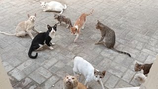 Funny Cats Playing and Fighting Together | Cute cat videos | Cats videos | Funny cat videos