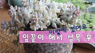 🎀잎꽂이로 키워 삽목했던 다육이 성장보고 드립니다. 잎꽂이로 키우기.삽목 후 모습.