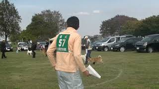 北海道犬保存会　北関東支部展覧会　若犬牝組　特良１席　ピリカウパシ