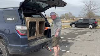 NASH THE SKITTISH GOLDEN RETRIEVER LEARNS TO CONTROL HIS FEARFUL NATURE IN 3 WEEKS!!!