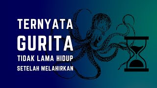 Dibalik ganasnya gurita ternyata rela tak makan sampai mati demi menjaga anaknya selama satu bulan