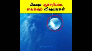 மிகவும் பயனுள்ள தகவல்கள் 😱 _ Informative Facts Tamil _ #shorts #facts