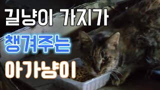 길냥이 가지가 챙겨주는 유일한 길고양이 (마음 아픈 영상) 중간부터 가지도 같이 나옵니다!