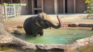 【東山動植物園公式】ワルダーさんの水遊び～2023春～《 アジアゾウ　ゾウ 》